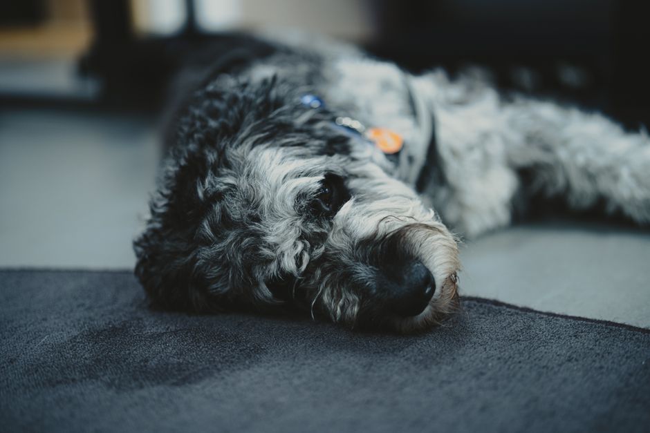 Close-up photo of a large, fluffy dog with black and white curly fur lying on a dark, textured carpet in a domestic setting. The dog appears relaxed, with its head resting on the carpet and eyes gentl